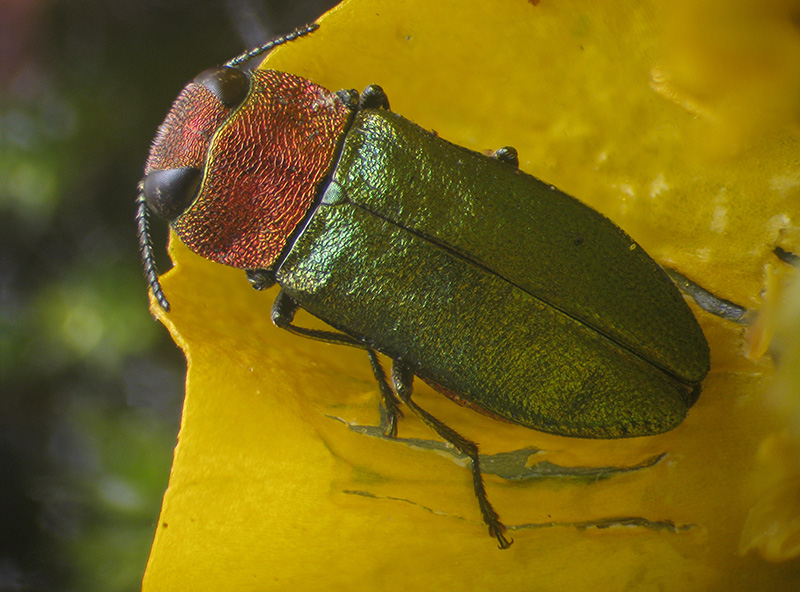Buprestidae: Anthaxia nitidula? S.